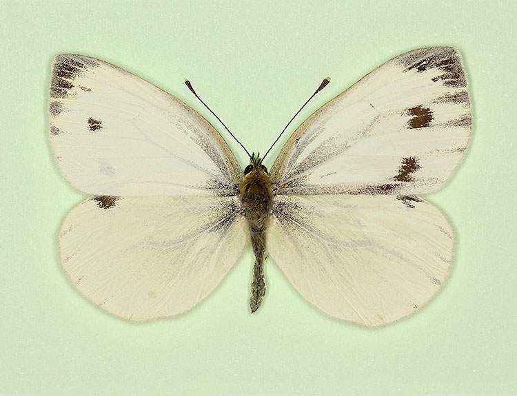 Pieris napi (gynandromorph 5) (Internet Image property of respective owner, non-commercial use only)